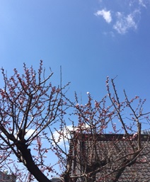 花の名前